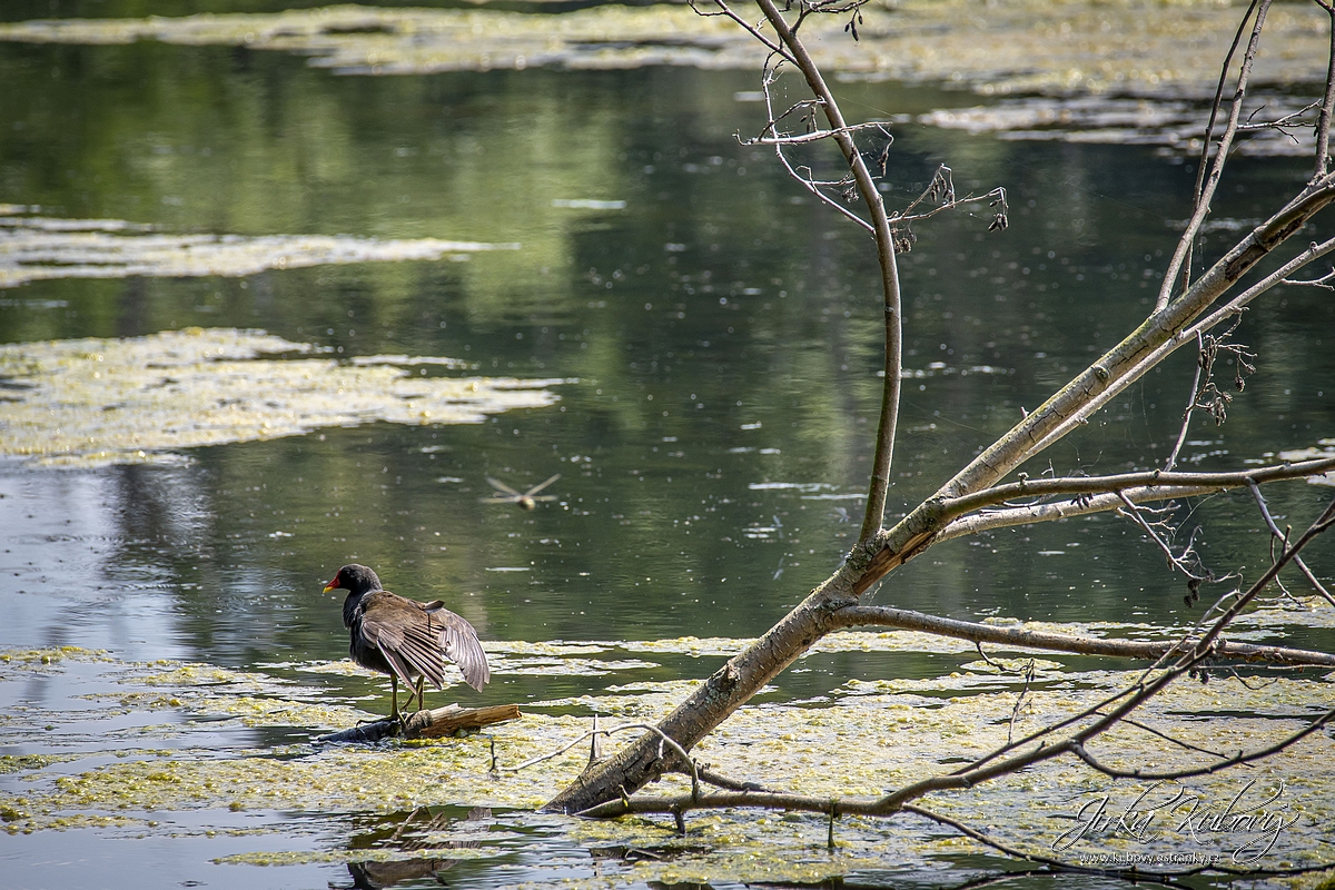 V Pískovně (09)