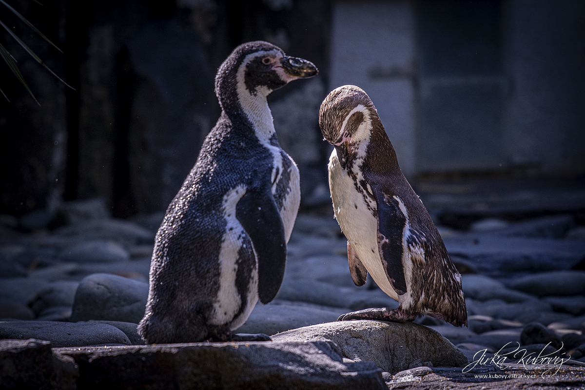 ZOO s Vaškem Křížkem (02)