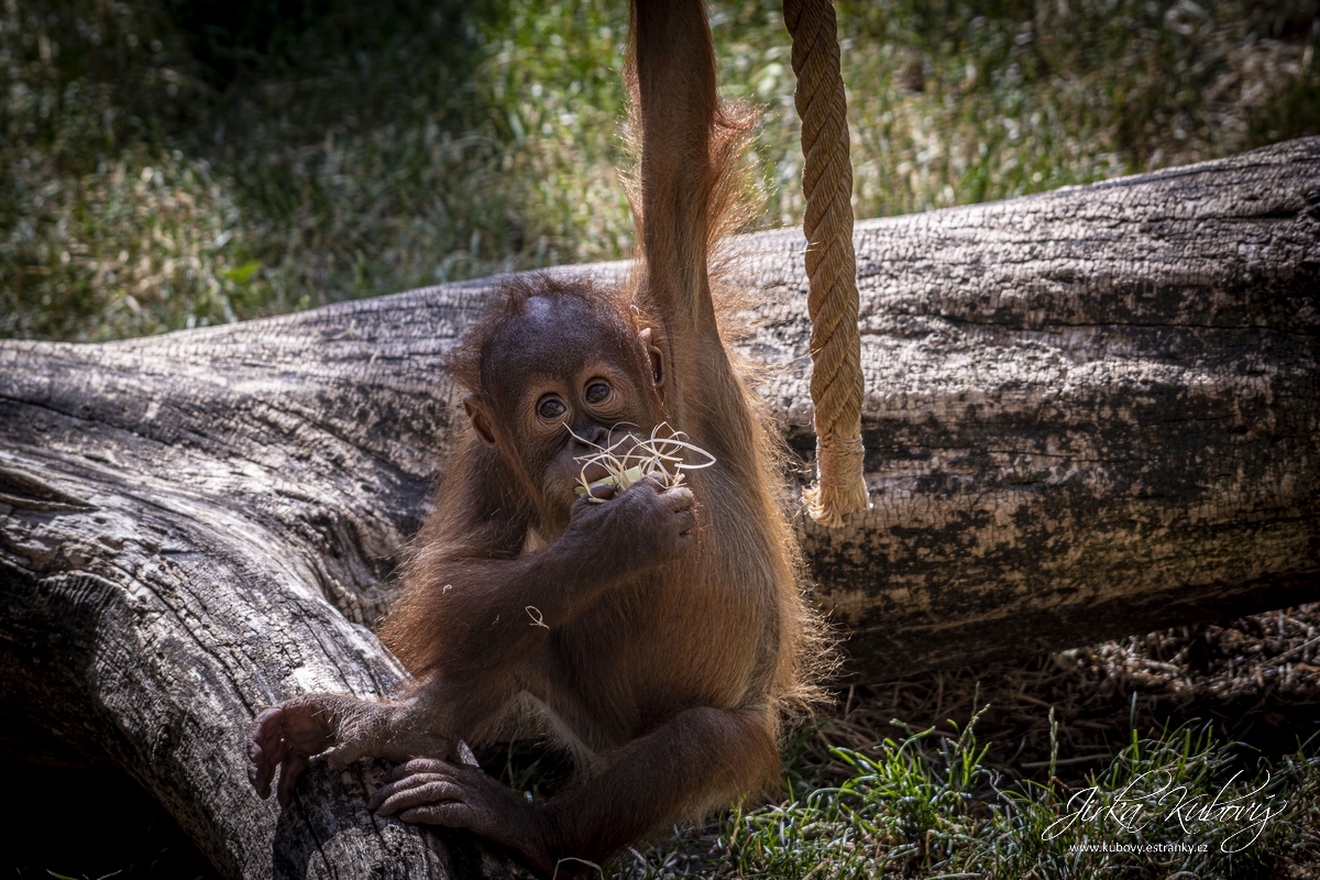 ZOO s Vaškem Křížkem (03)