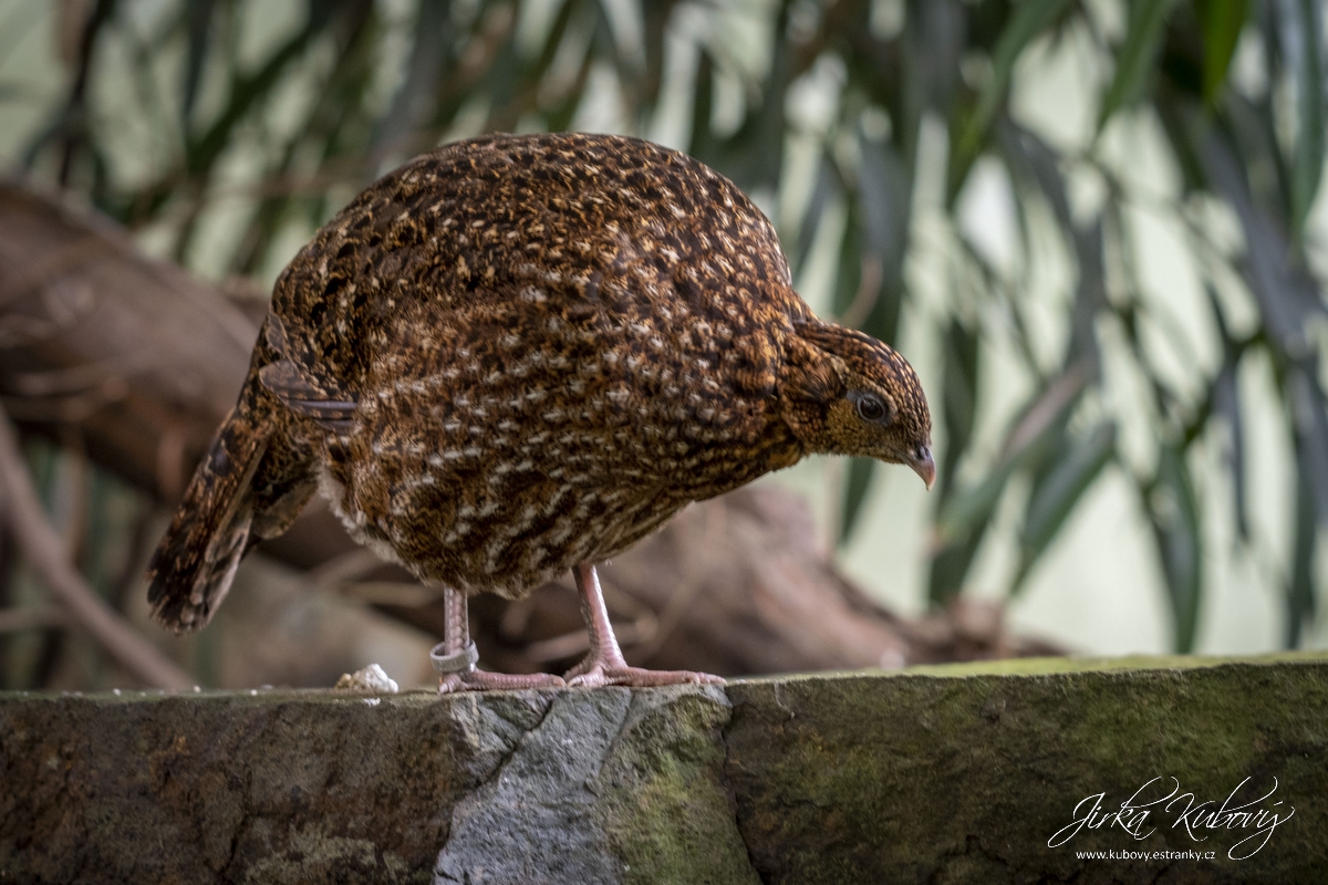 ZOO s Vaškem Křížkem (08)