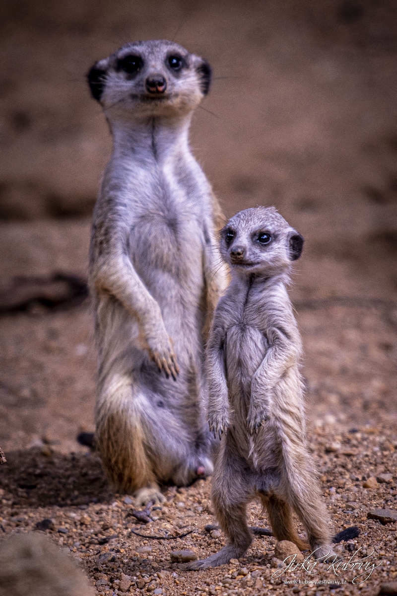 ZOO s Vaškem Křížkem (04)