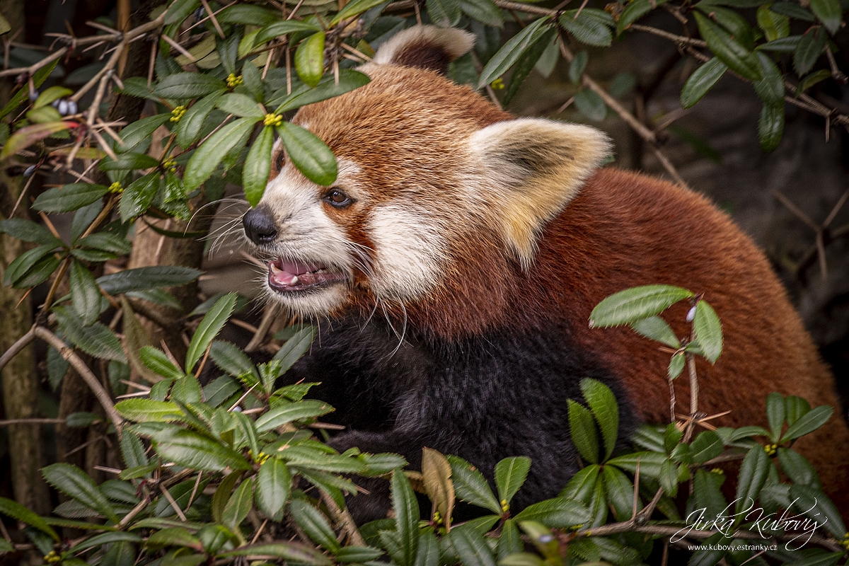 ZOO s Vaškem (01)