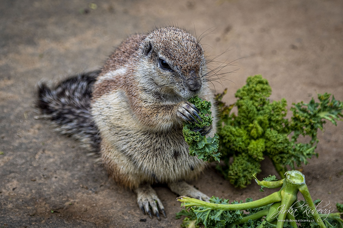 ZOO s Vaškem (02)