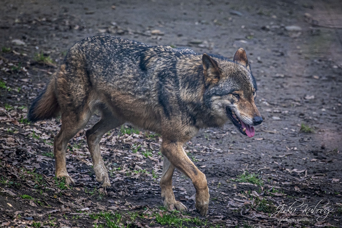 ZOO s Vaškem (09)