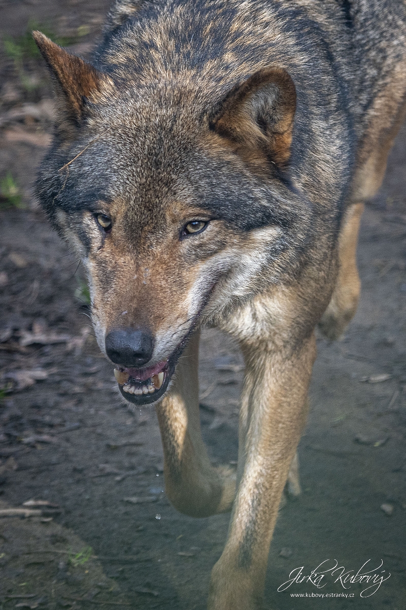 ZOO s Vaškem (10)