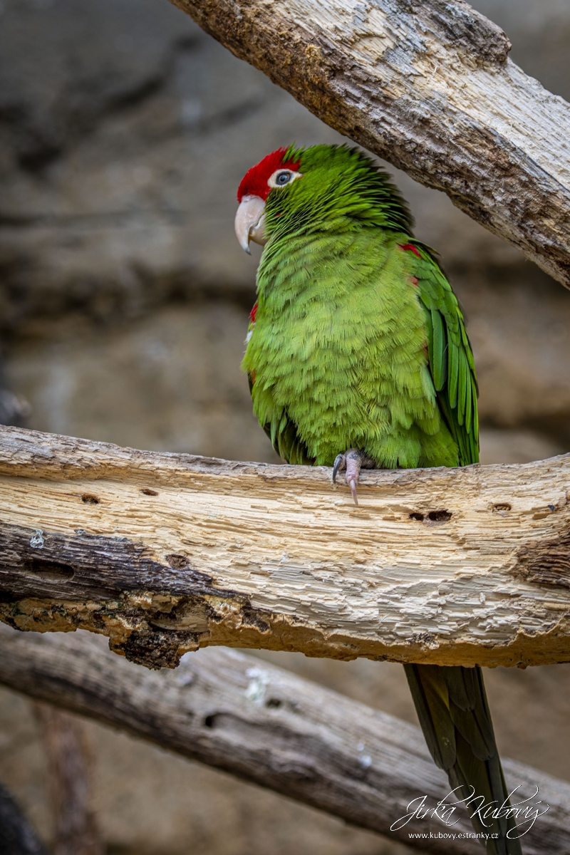 ZOO s Vaškem (15)