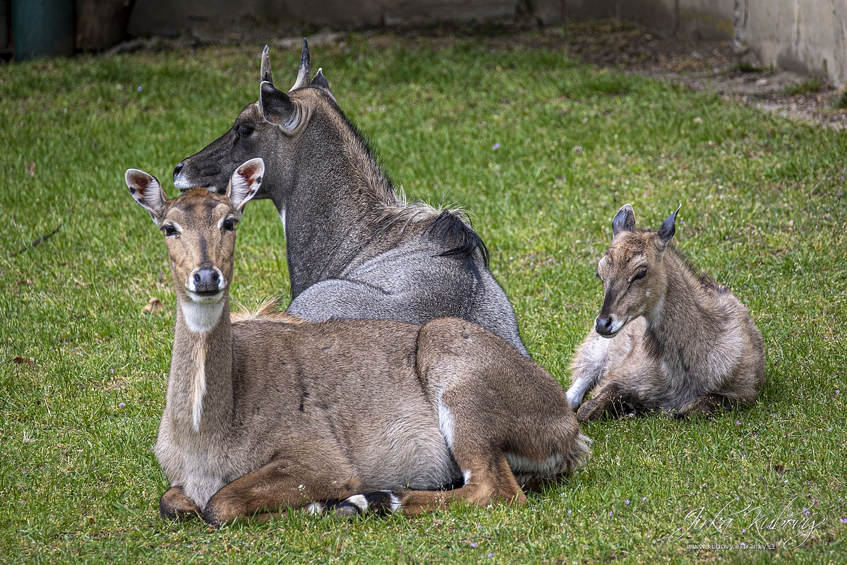 ZOO Ústí nad Labem (01)