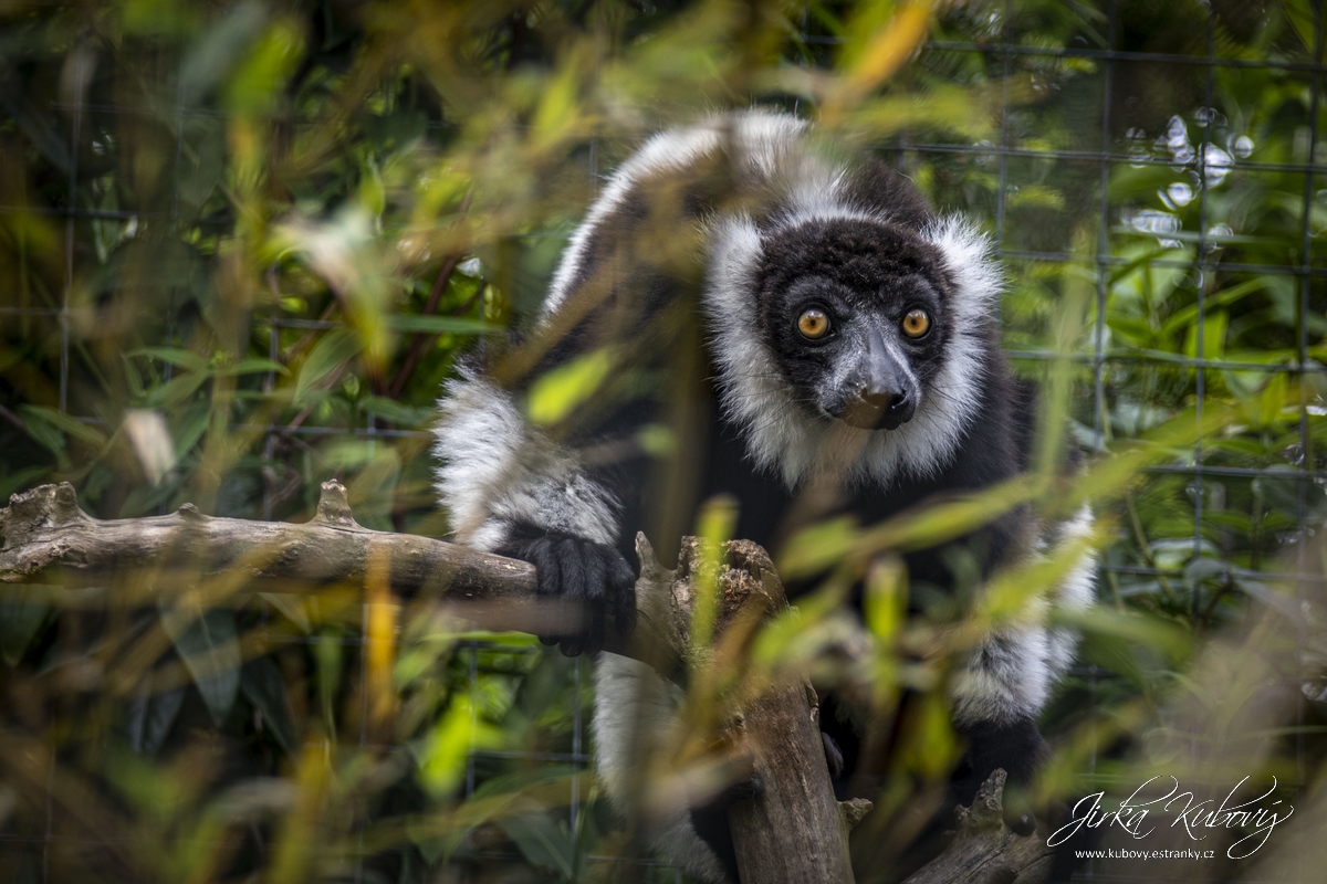 ZOO Ústí nad Labem (07)