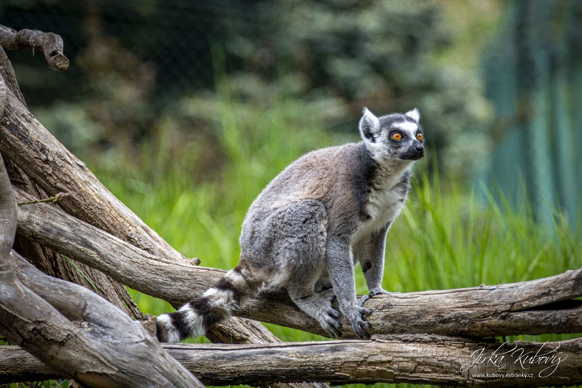 ZOO Ústí nad Labem (08)