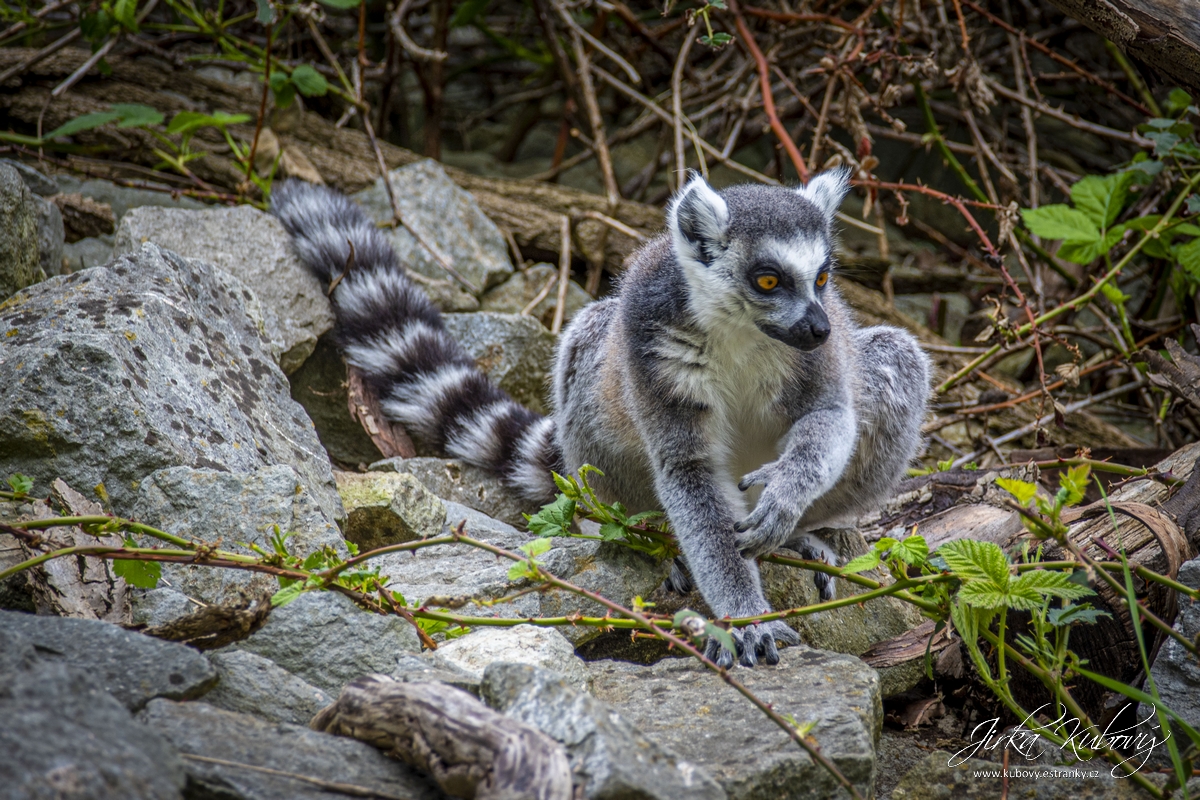 ZOO Ústí nad Labem (09)