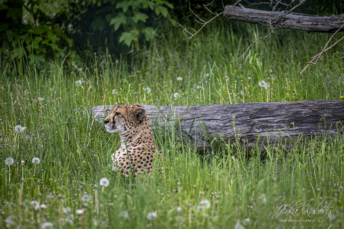 ZOO Ústí nad Labem (10)