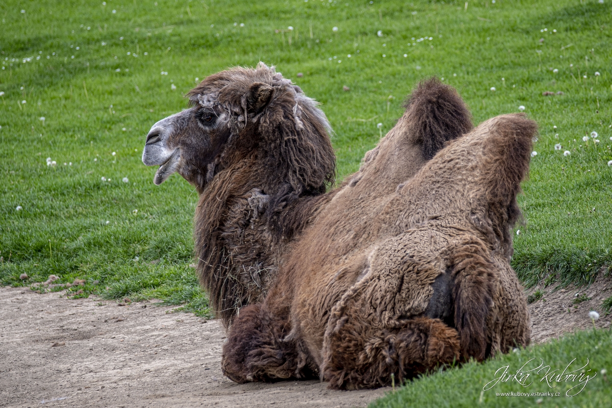 ZOO Ústí nad Labem (12)