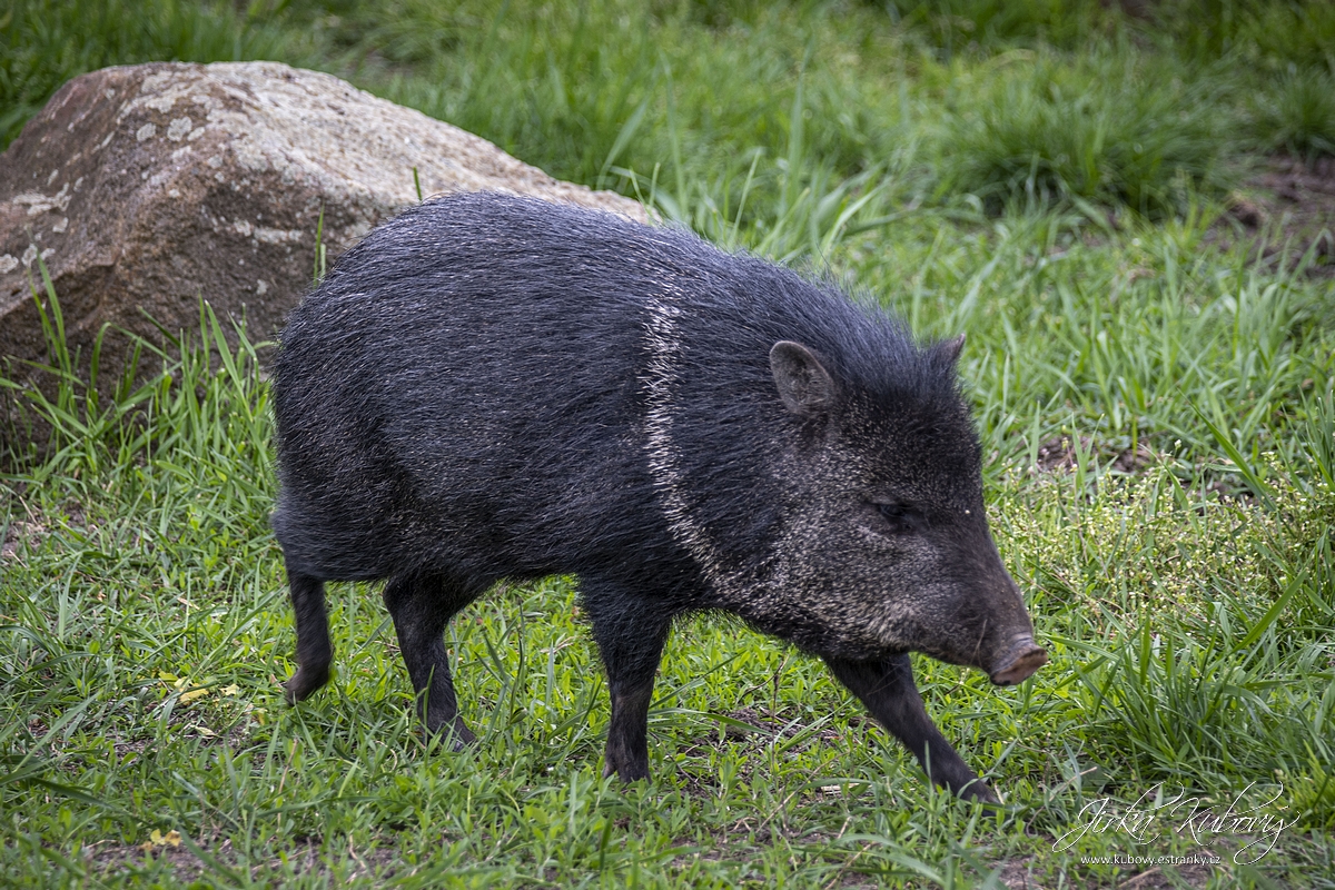 ZOO Ústí nad Labem (13)