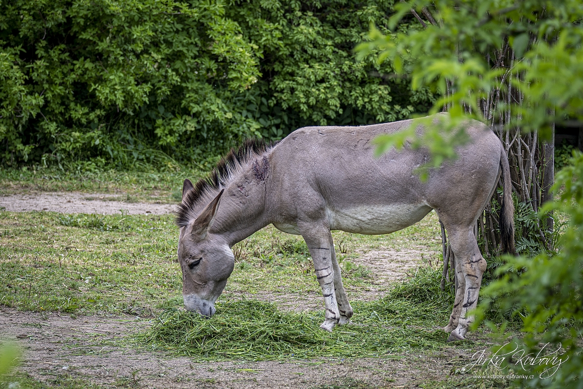 ZOO Ústí nad Labem (14)