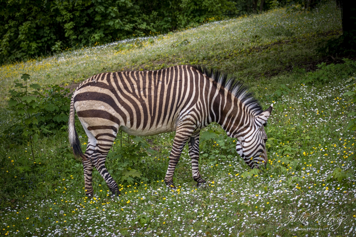 ZOO Ústí nad Labem (15)