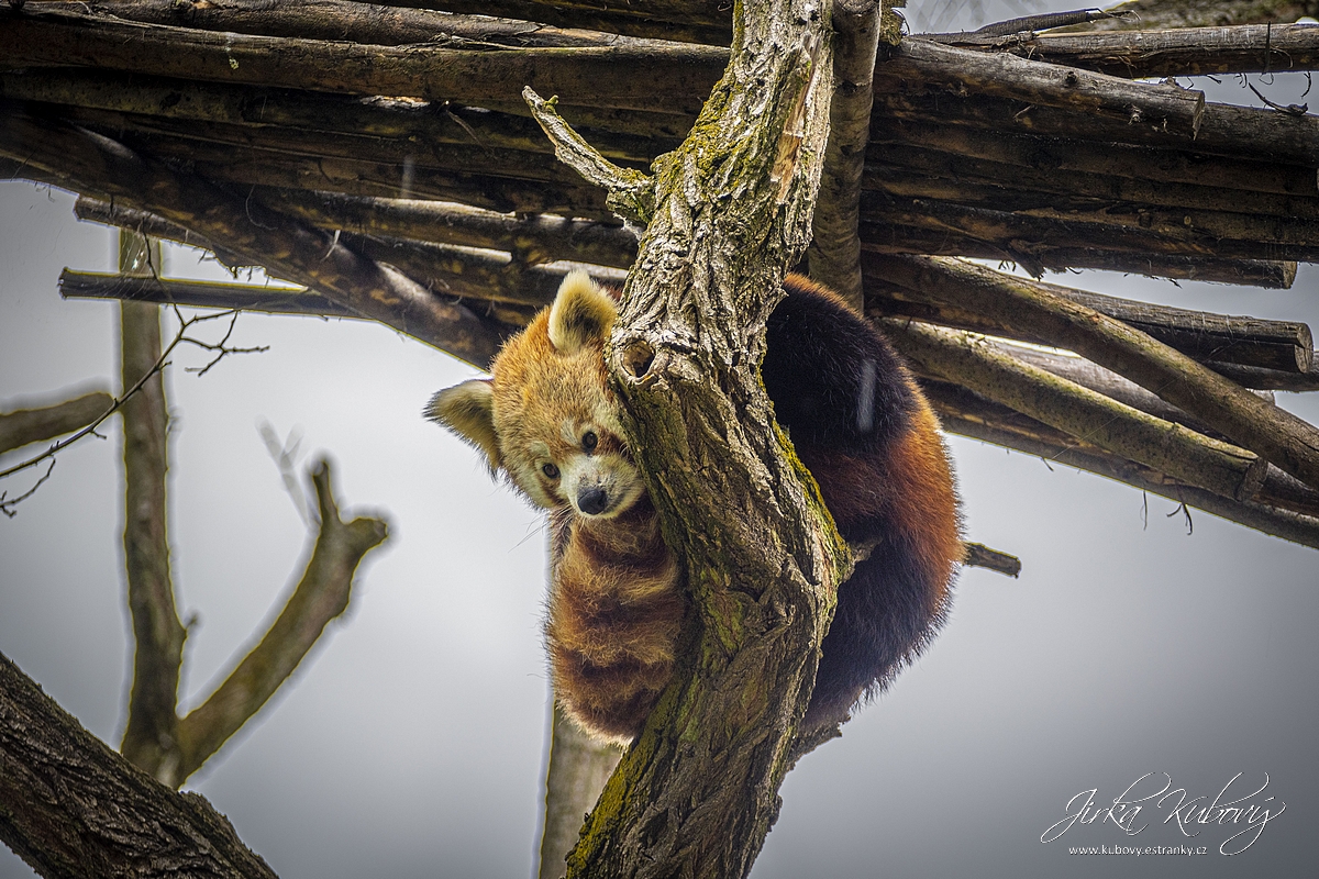 ZOO Ústí nad Labem (17)