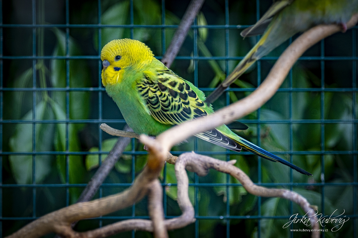 ZOO Ústí nad Labem (19)