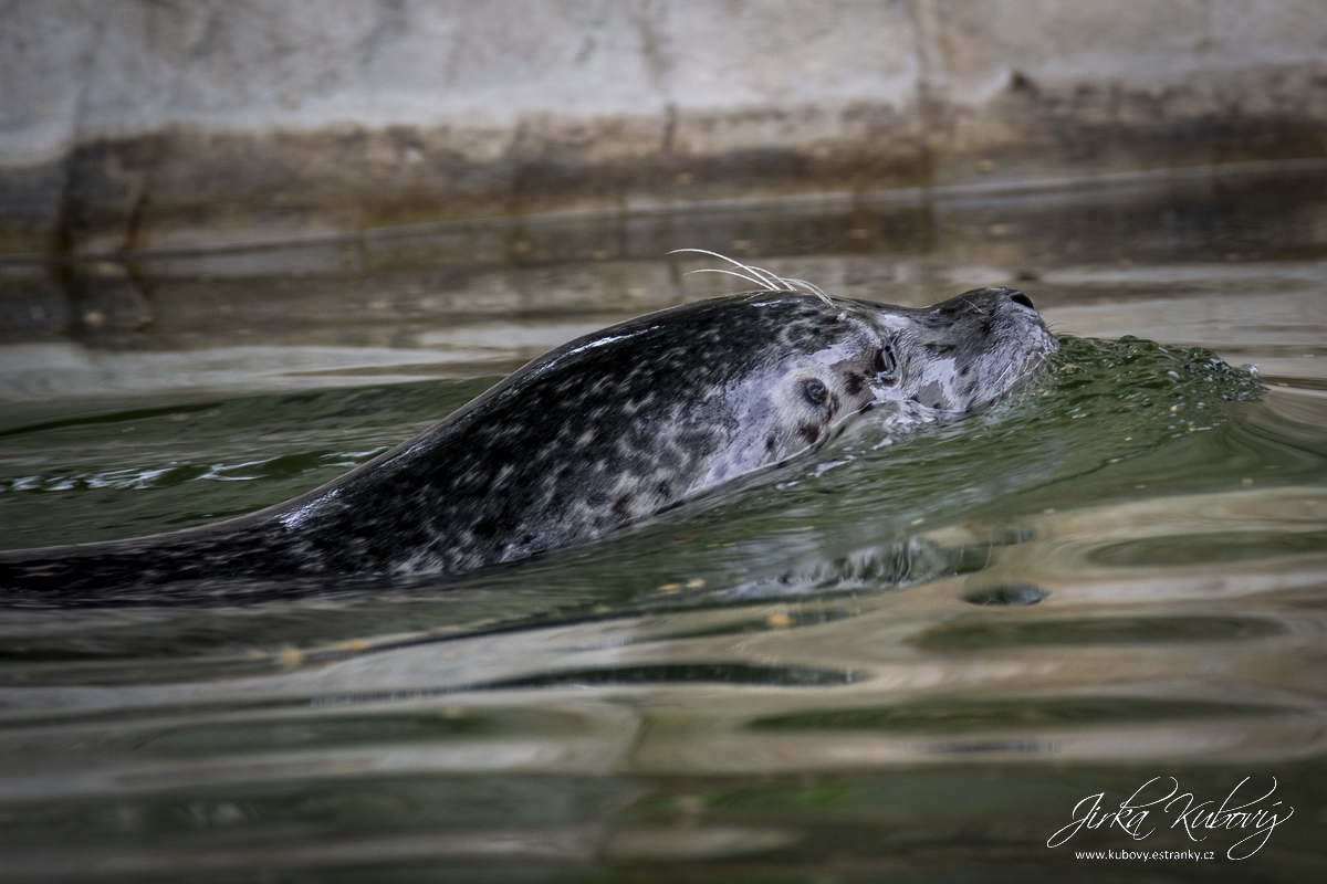 ZOO Ústí nad Labem (20)