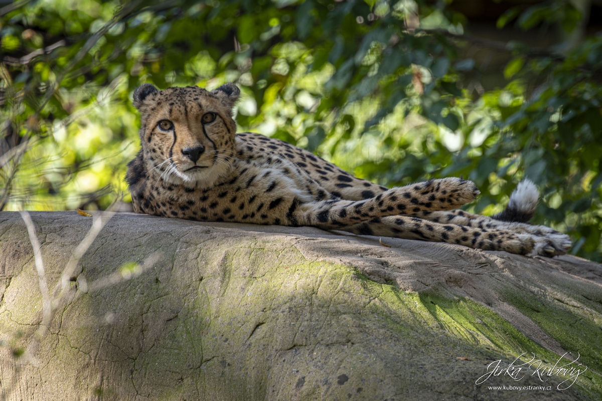 ZOO Drážďany (04)