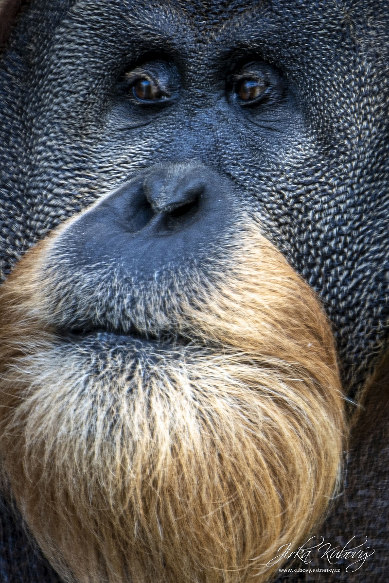 ZOO Drážďany (05)