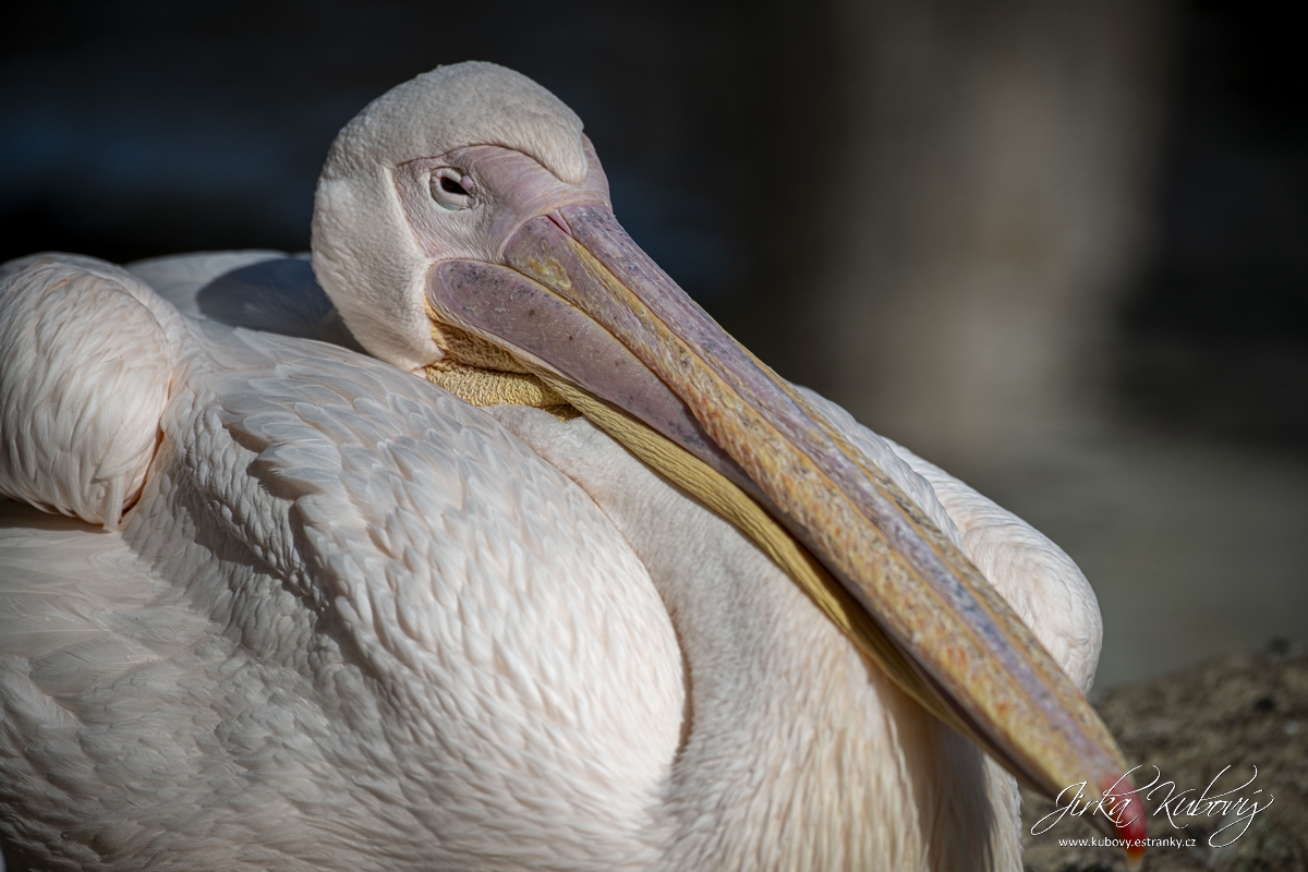 ZOO Drážďany (06)