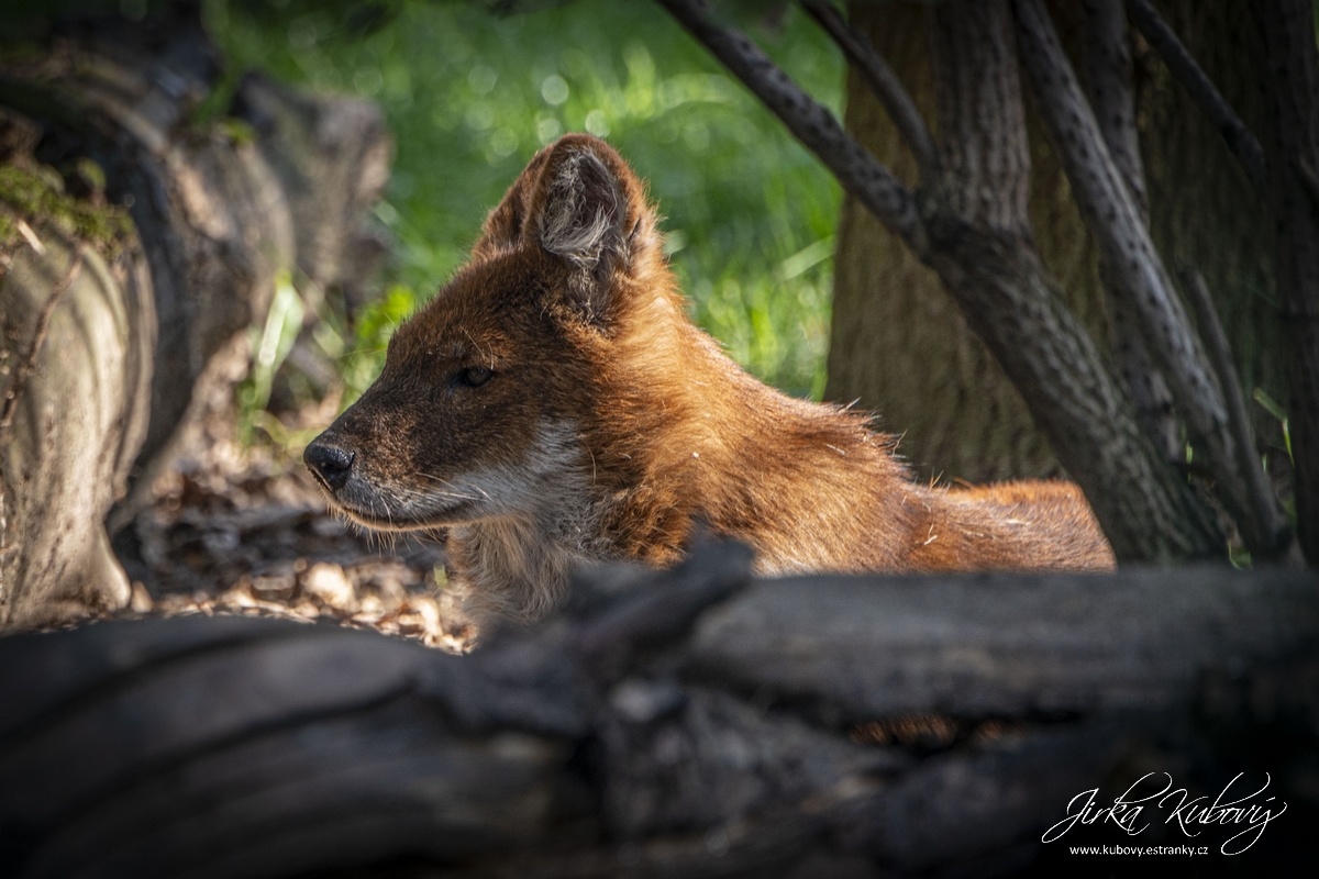 ZOO Drážďany (09)
