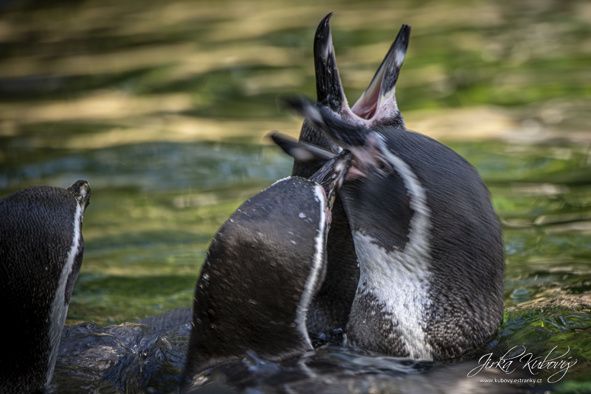 ZOO Drážďany (11)