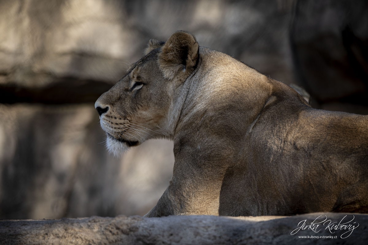 ZOO Drážďany (13)