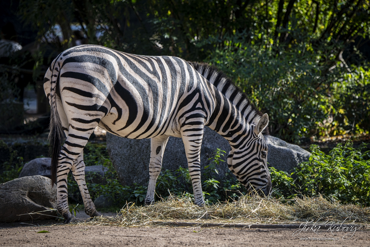 ZOO Drážďany (14)