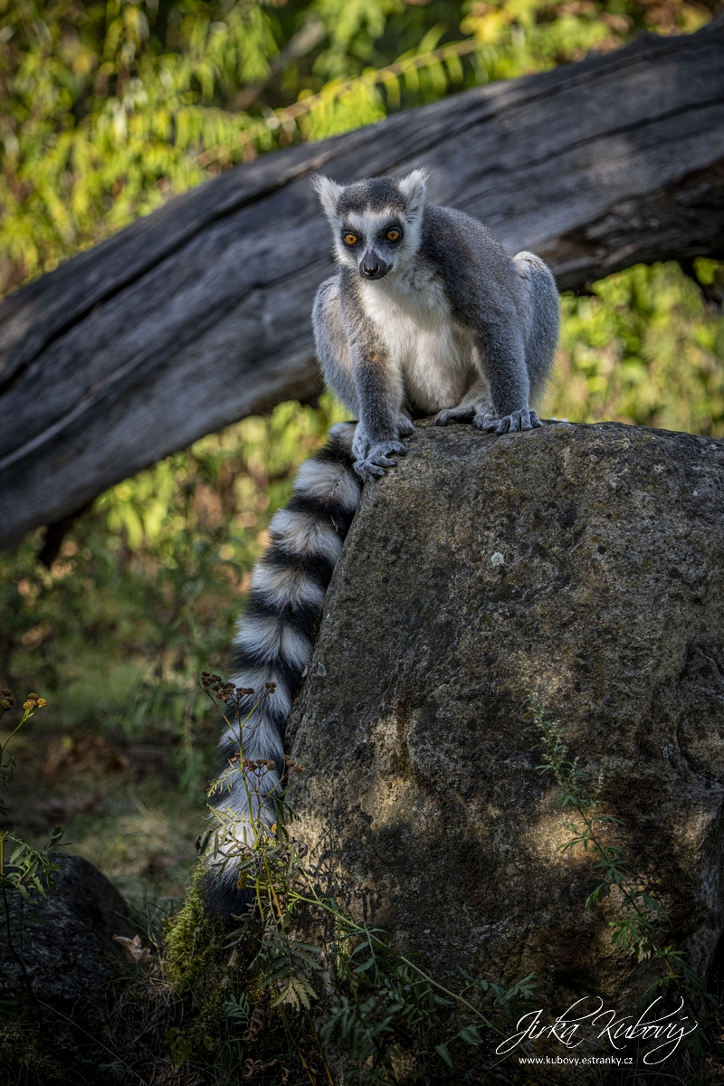 ZOO Drážďany (18)