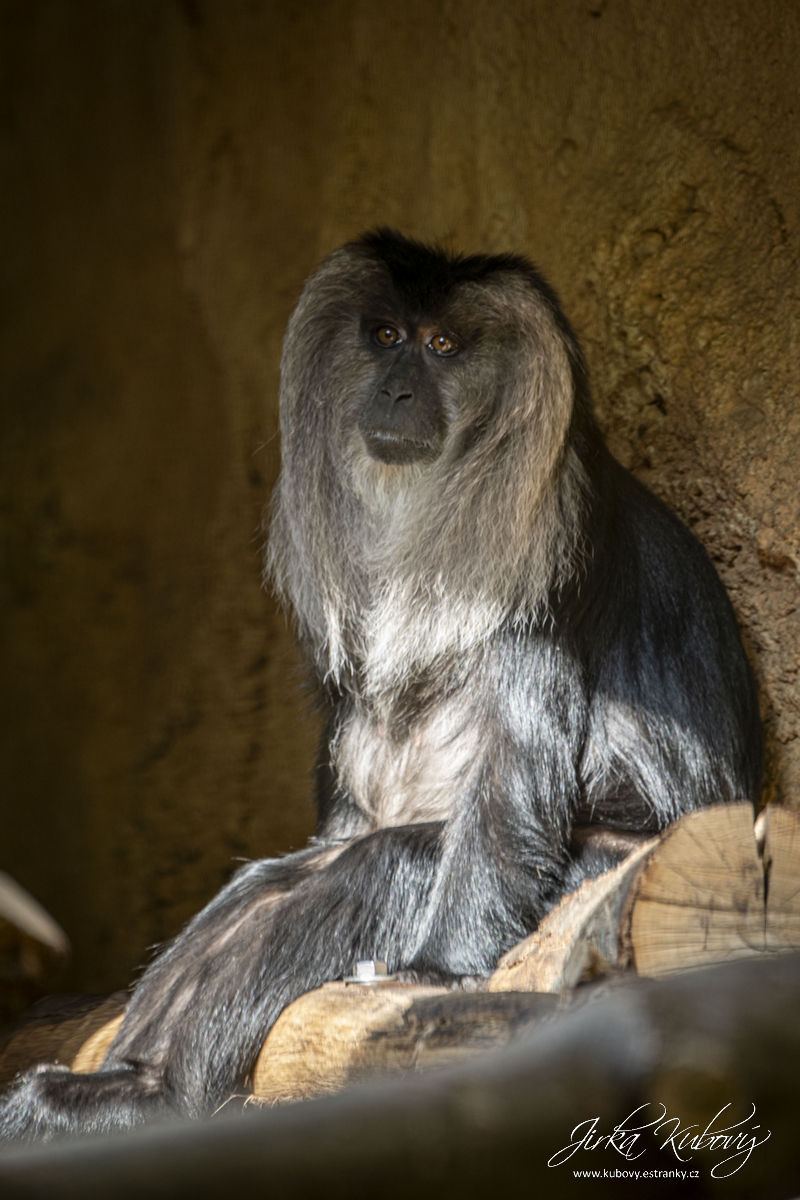 ZOO Drážďany (24)