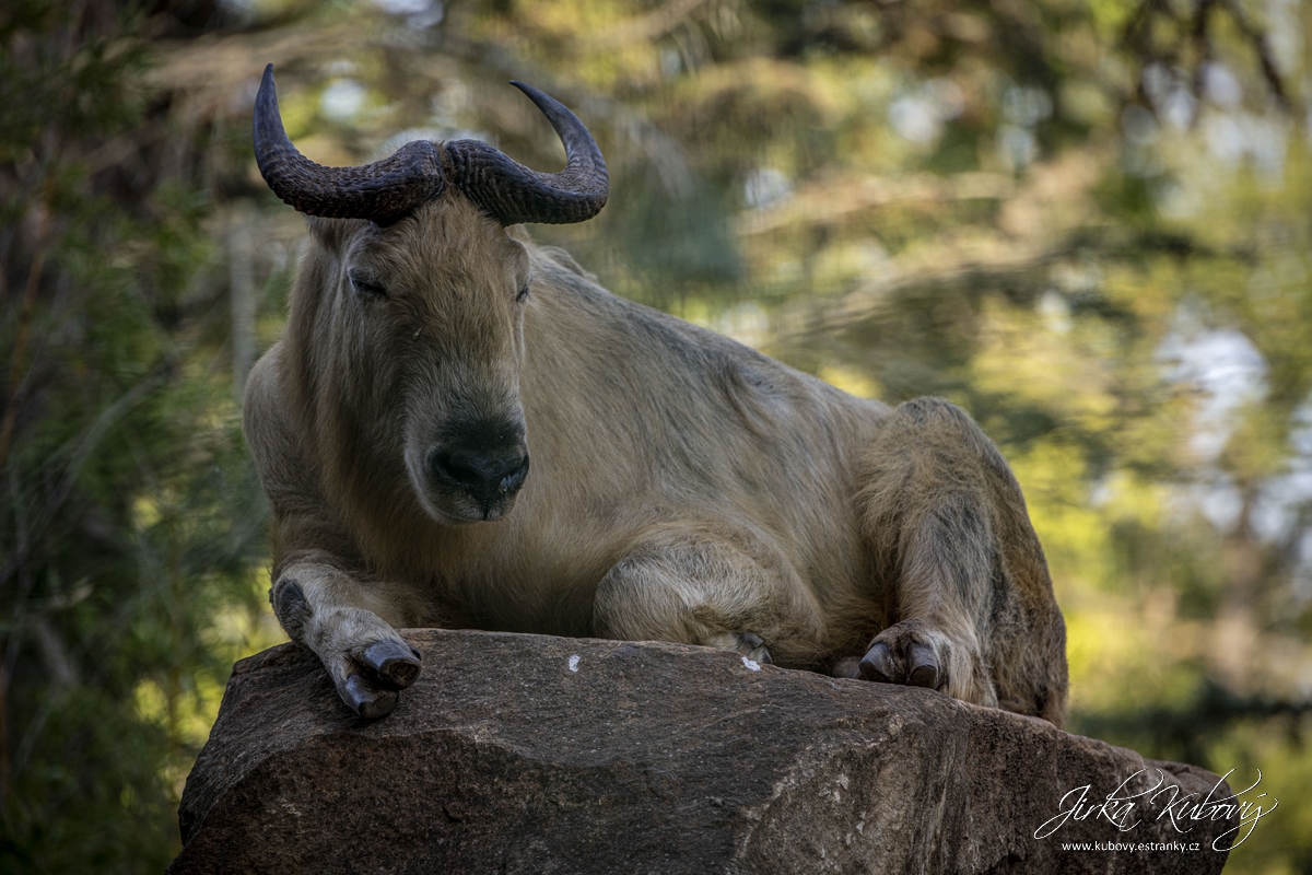 ZOO Drážďany (25)