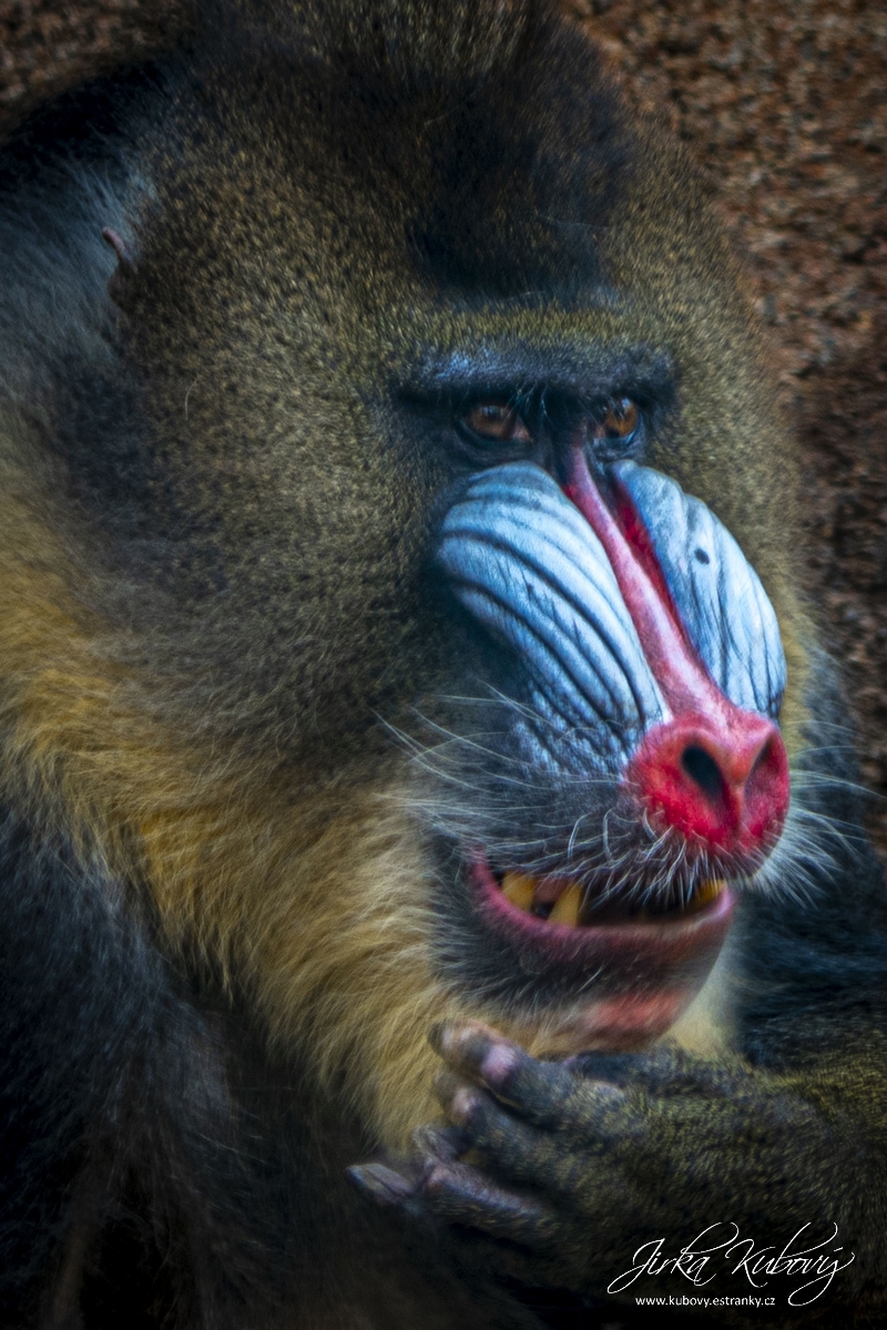 ZOO Drážďany (01)