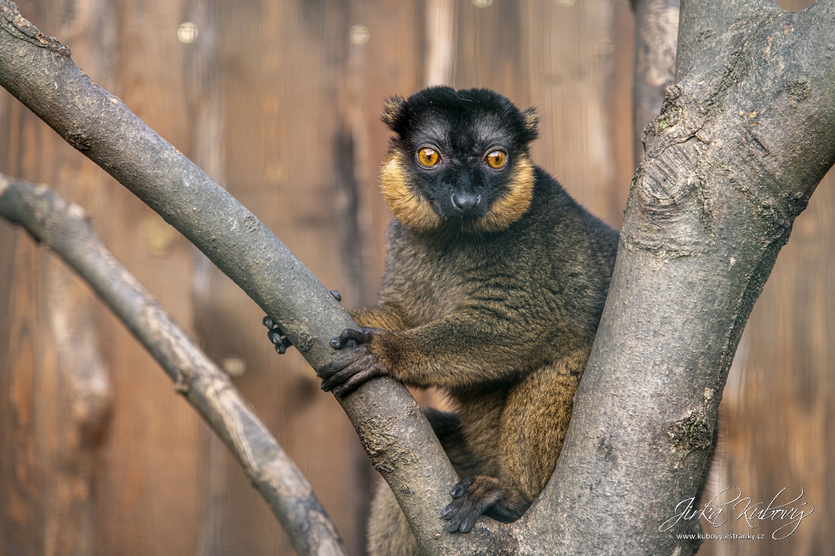 ZOO Zájezd (02)