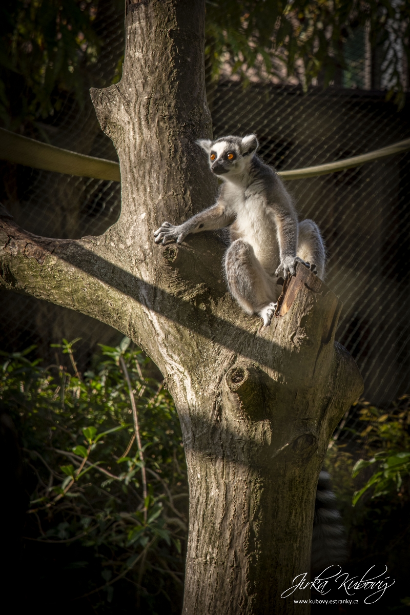 ZOO Zájezd (03)