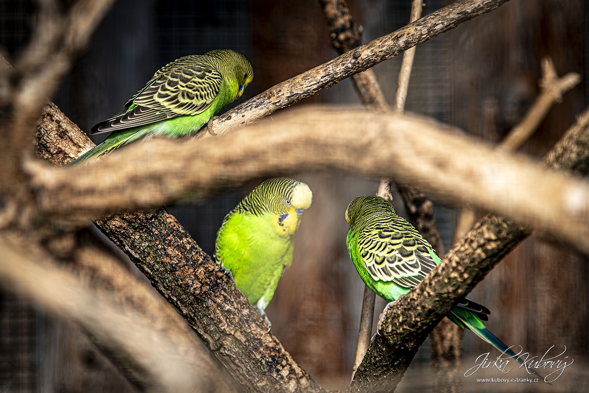 ZOO Zájezd (09)