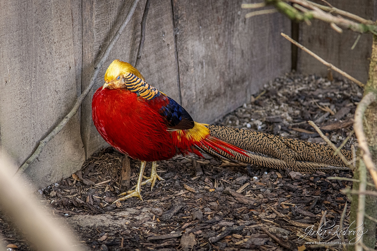 ZOO Zájezd (15)