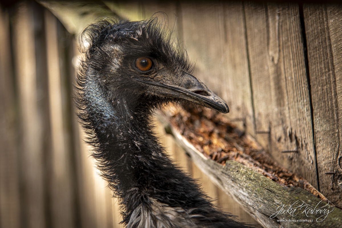 ZOO Zájezd (16)