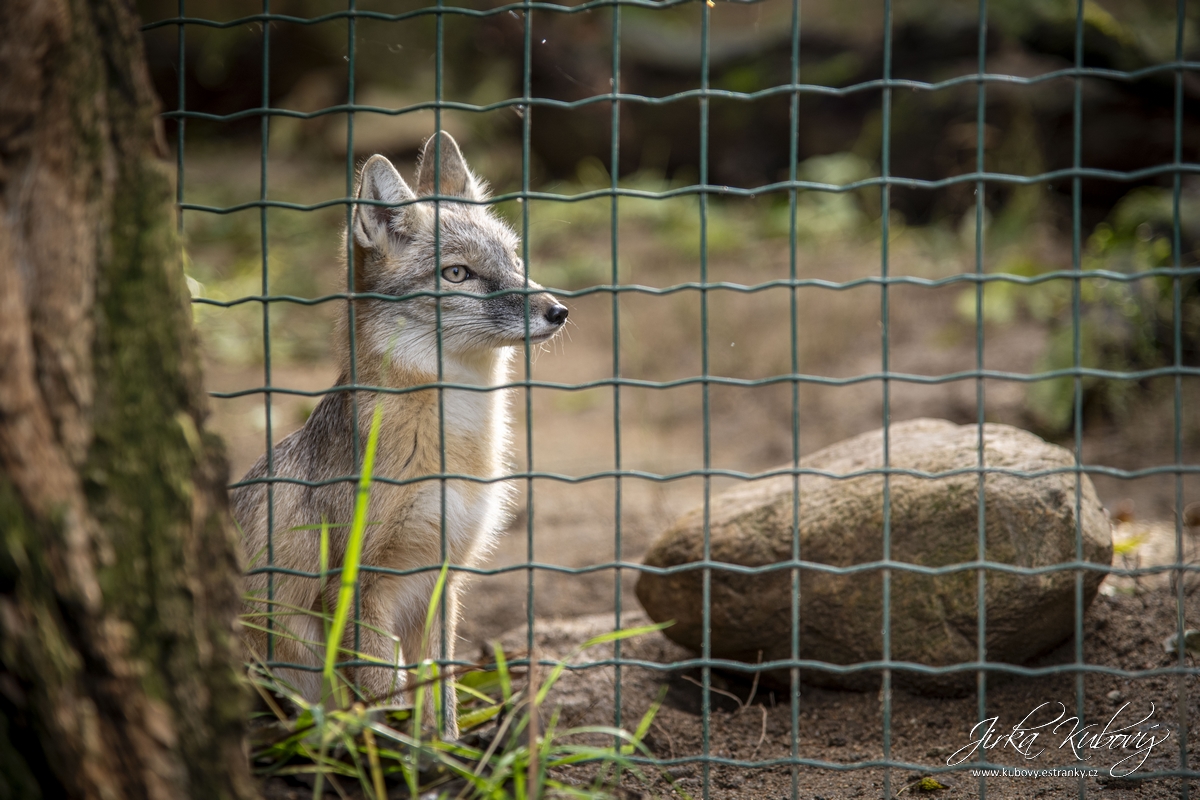 ZOO Zájezd (07)