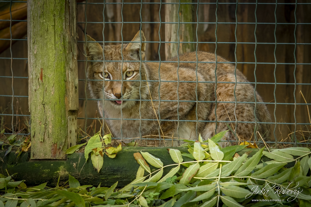 ZOO Zájezd (19)