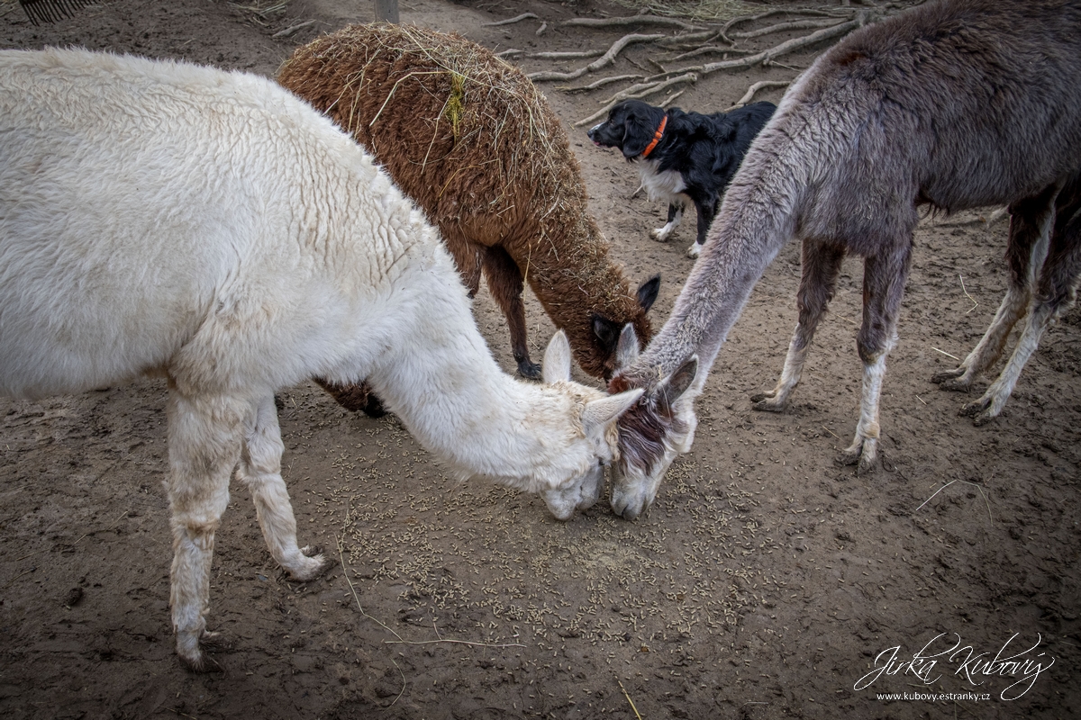 ZOO Zájezd 2 (04)