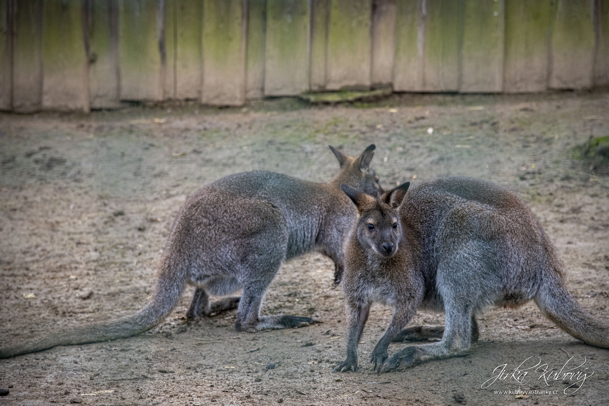 ZOO Zájezd 2 (06)