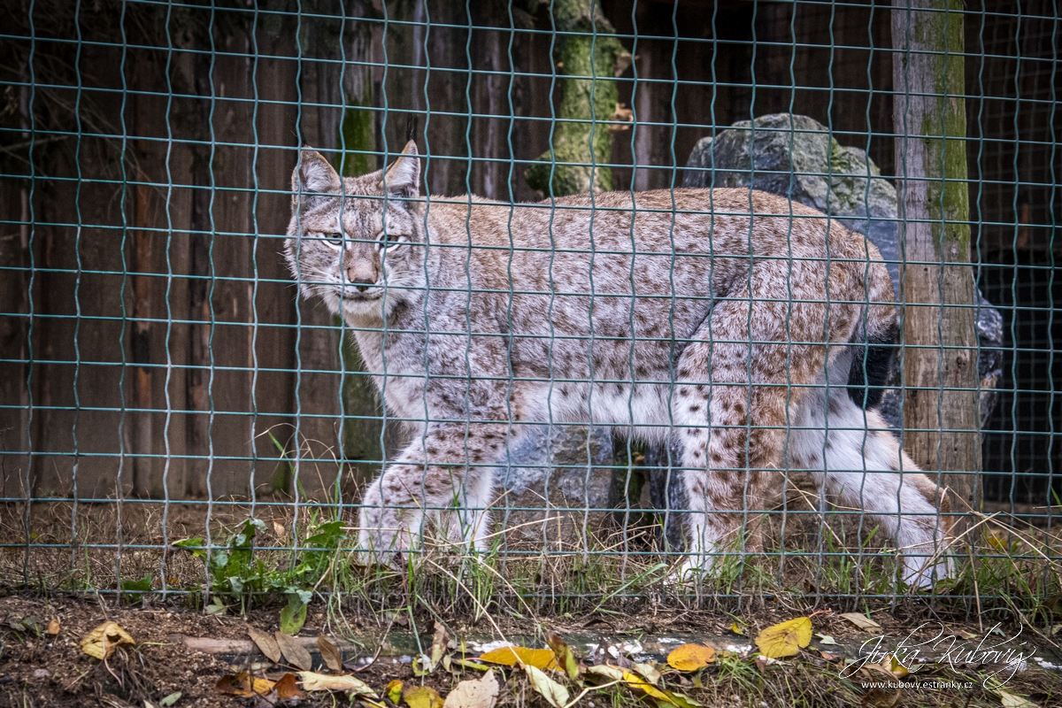 ZOO Zájezd 2 (08)