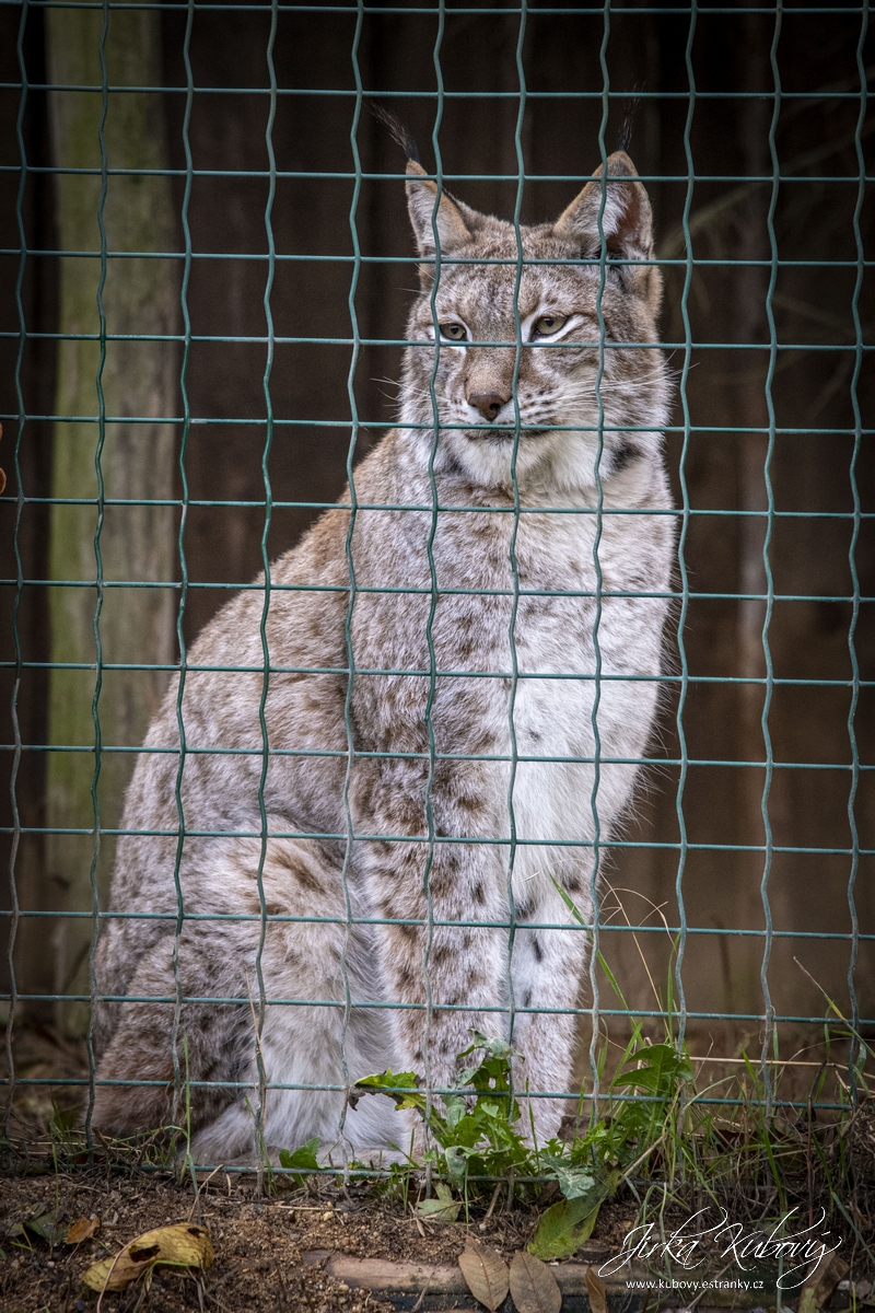 ZOO Zájezd 2 (09)