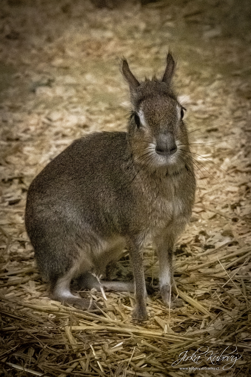 ZOO Zájezd 2 (12)