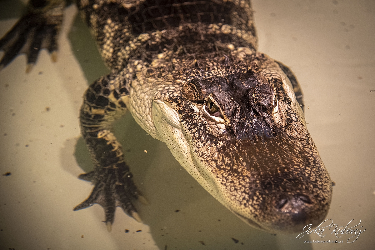 Krokodýlí Zoo Praha (08)