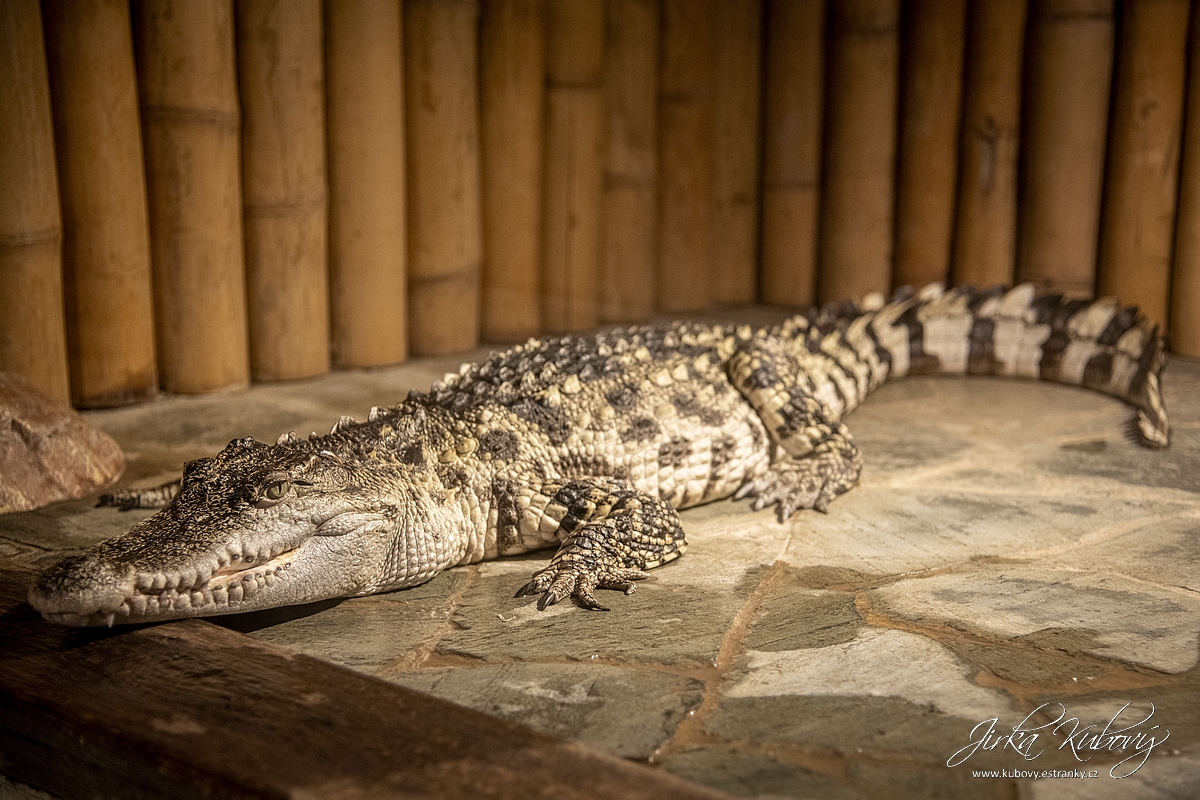 Krokodýlí Zoo Praha (10)