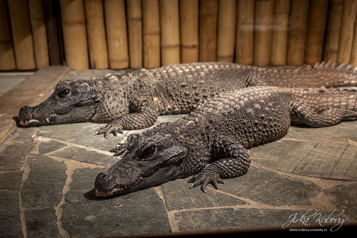 Krokodýlí Zoo Praha (12)