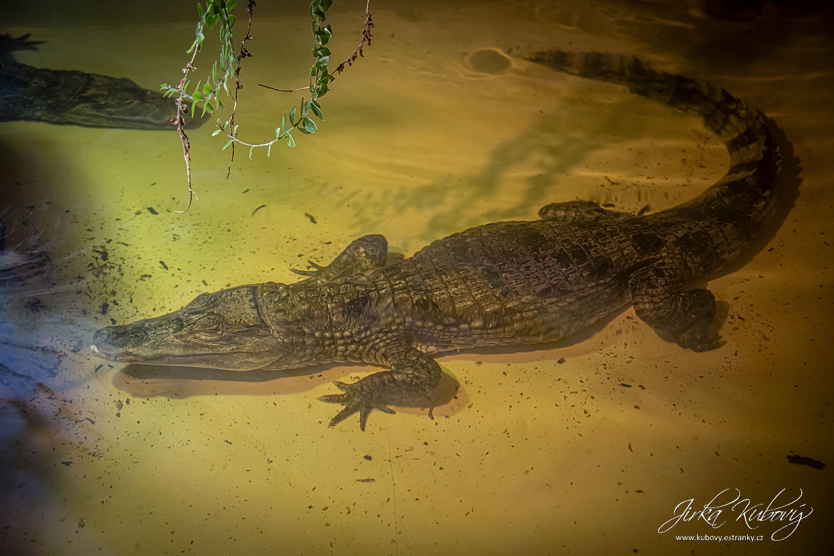 Krokodýlí Zoo Praha (13)