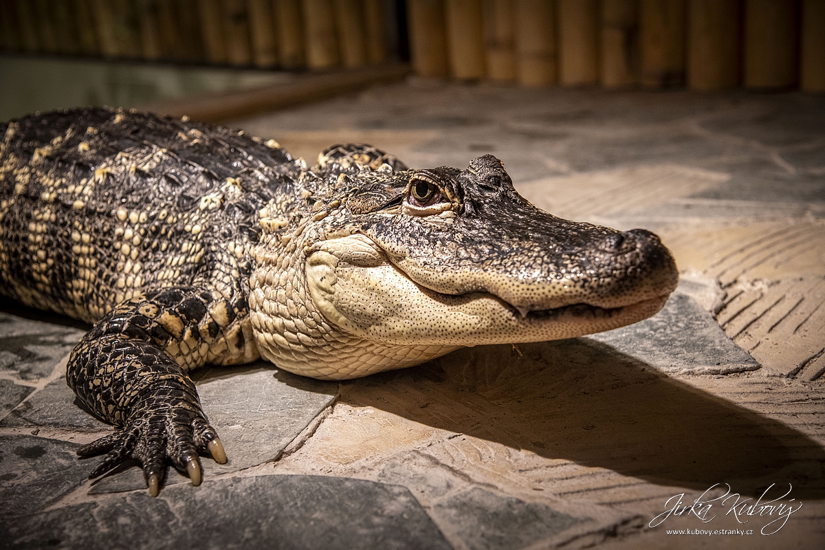 Krokodýlí Zoo Praha (14)